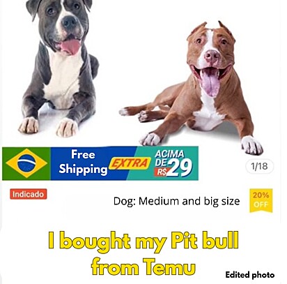 Nicolinha’s owner made a joke on social media, claiming she bought her dog on Temu.