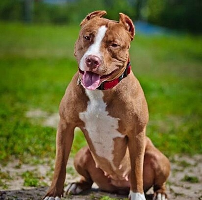 Illustrative image of a Pitbull.