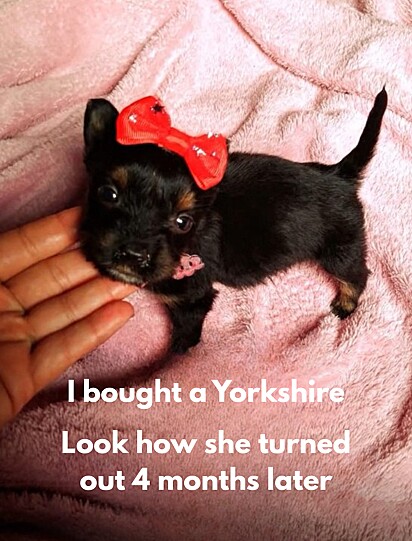 Nina as a puppy. 