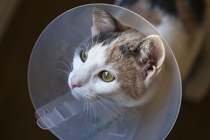 A cone is recommended to protect the surgical site and support healing.