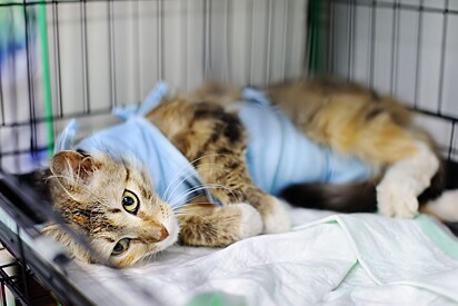 Post-surgical clothing helps support the healing process.