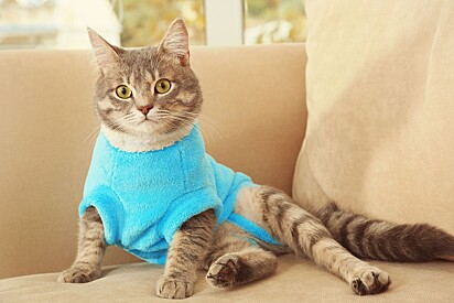 Owners should follow the recommendations of the veterinarian in charge.