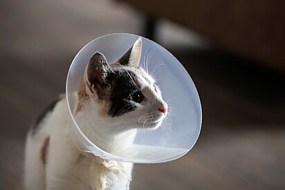 Learn about the necessary care after neutering your cat.