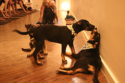 Dogs taking part in the yoga class.