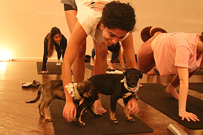 The project has helped over 50 pets find loving homes. 