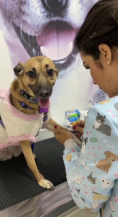 Veterinarian explains step-by-step procedure to puppy.