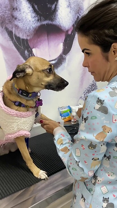 Caramel mutt whines during blood draw.