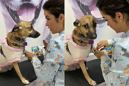 Veterinarian comforts caramel-colored mixed-breed dog before drawing blood.