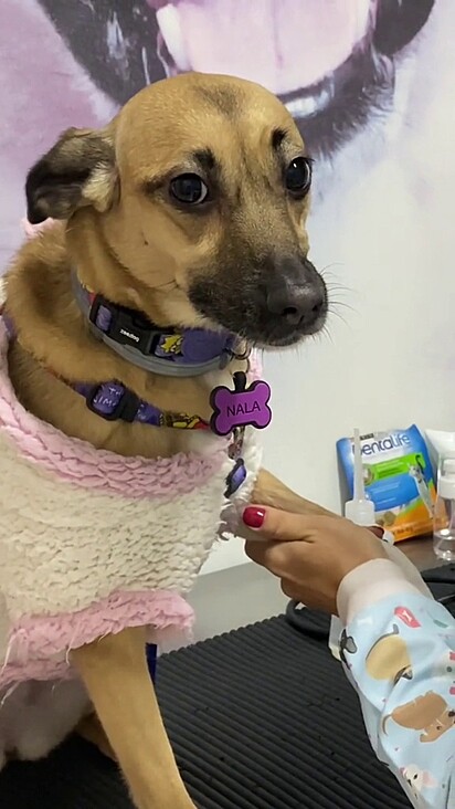 Caramel mutt gets ready for blood draw.