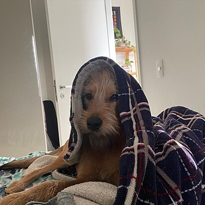 Pepe is a very smart dog.