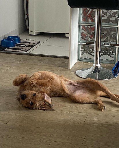 The dog figured out a fail-proof tactic to get his owner’s attention.