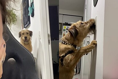 Dog learns to turn the lights on and off to get his owner’s attention.