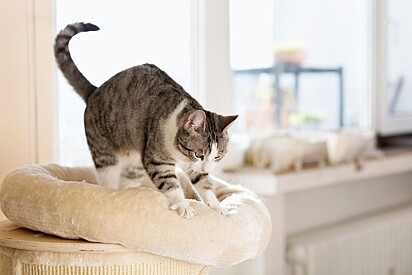 Cat scratching.