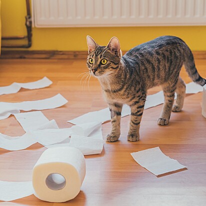 Cat making a mess with toilet paper. 