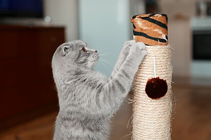 Invest in environmental enrichment toys so your cat can expend its energy.