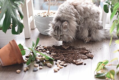 Cat making a big mess: what should you do?