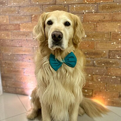 Zee is an eight-year-old Golden Retriever.