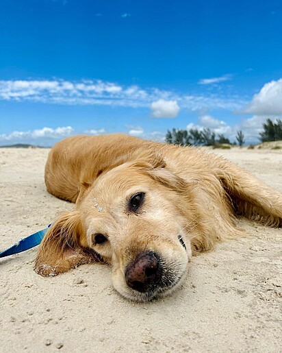 The dog loves playing at the beach.