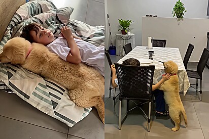 The boy used the profits from his book to buy a Golden Retriever puppy.
