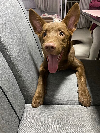 Brian is a small mutt with a big mischievous streak. 