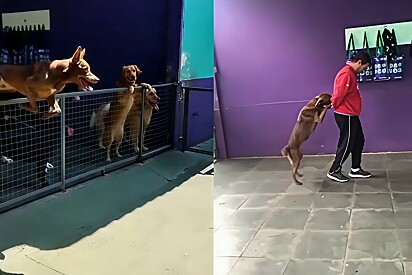 Brian’s owner regularly receives videos of him at daycare.