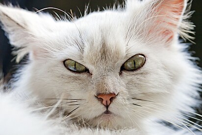 Cats don’t feel like we humans do.