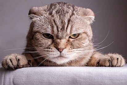 Understanding the reasons behind a cat’s behavior can help improve life for the whole family. 
