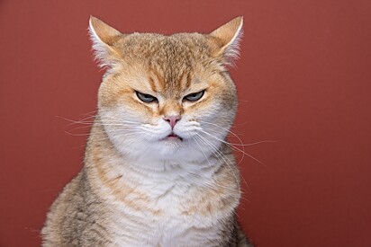 Many owners wonder whether cats hold grudges. A veterinarian explains. 