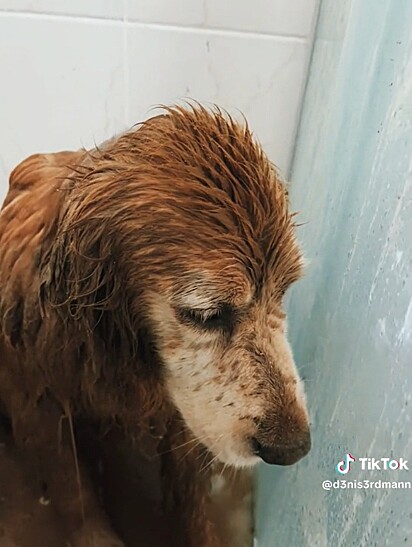 The Golden Retriever reflecting on what she did. 