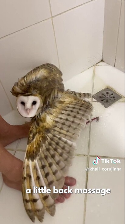 The video of the owl taking a bath has been viewed over 10 million times.