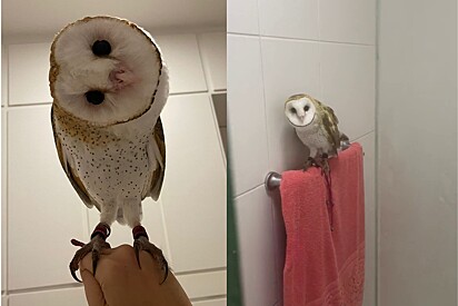 Owner tells Amo Meu Pet what it’s like to own a pet owl. 