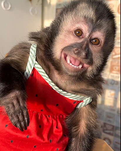 Olivia is a clever and loving little monkey.