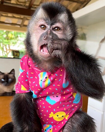 Olivia is a very beloved primate by her human family.
