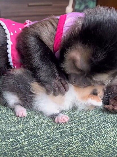 Trix was rescued from a trash can.