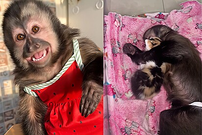 A kitten found in the trash found comfort with a little monkey.