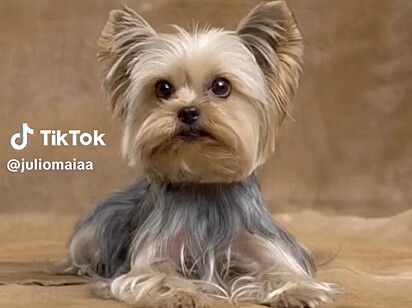 Julio believed that the dog would look the same as, or at least similar to, a Yorkshire Terrier.