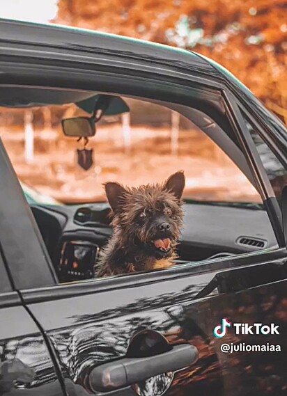 Dino is a thirteen-year-old mutt. His owner originally thought he would grow up to look like a Yorkshire Terrier.