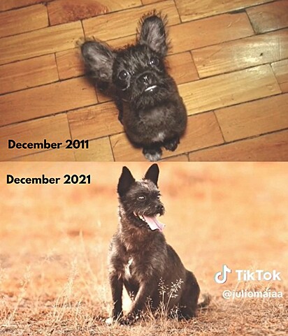 The dogs former owner wanted to give him away because of his appearance.