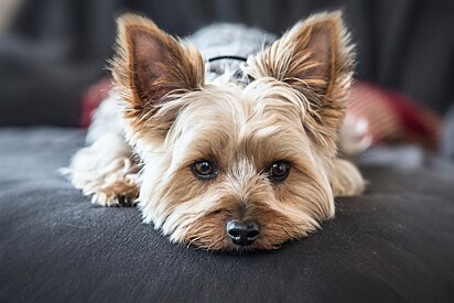 A photographer adopts a dog, believing it would look like a Yorkshire Terrier when it grew up, but the dog looks completely different. 