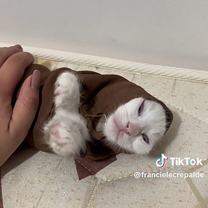 The cat was left with only her face exposed.