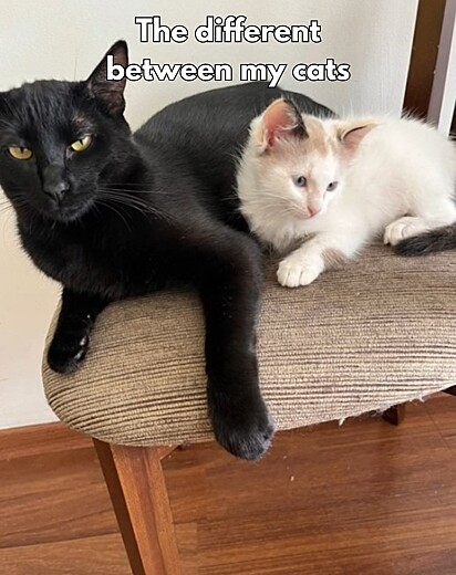 Berenice and her cat brother, Nenego. 