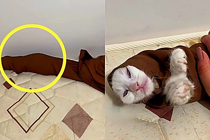 A cat finds an unlikely place to hide: inside the sleeve of her owner’s blouse.