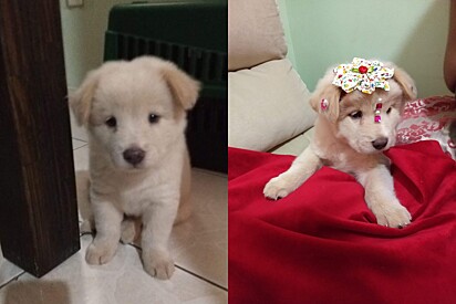 The dog was two months old when she was adopted. 