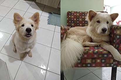 Today, she is five years old—a mix between a caramel-colored mutt and a Chow Chow.