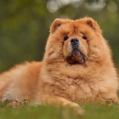 A Chow Chow.