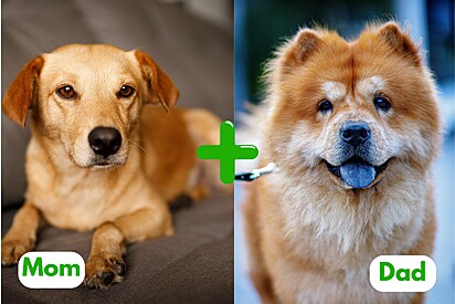 A Caramel-colored mixed breed dog, and a Chow Chow.