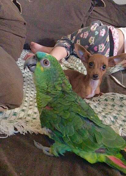 Madruguinha and the parrot Chico.