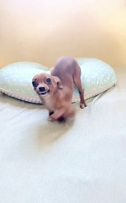 Madruguinha gets all happy when he sees his owner. 