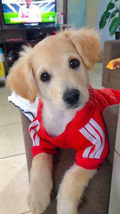 Belinha got into trouble with her owner while they were trying to make a cute video together.