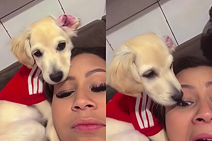 Little dog gets into trouble with her owner while she tries to make a cute video together. 